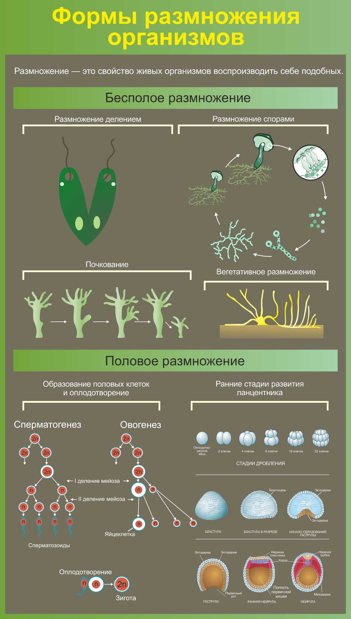 Формы размножения организмов в Гусь-Хрустальном